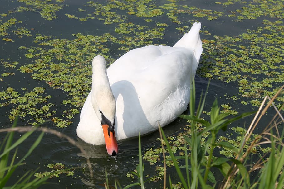 swan, bird, water, white, animal themes, animals in the wild HD wallpaper