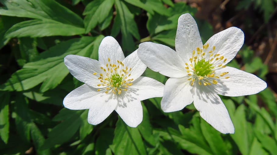 anemones, flowers, spring, nature, macro, plant, beautiful HD wallpaper