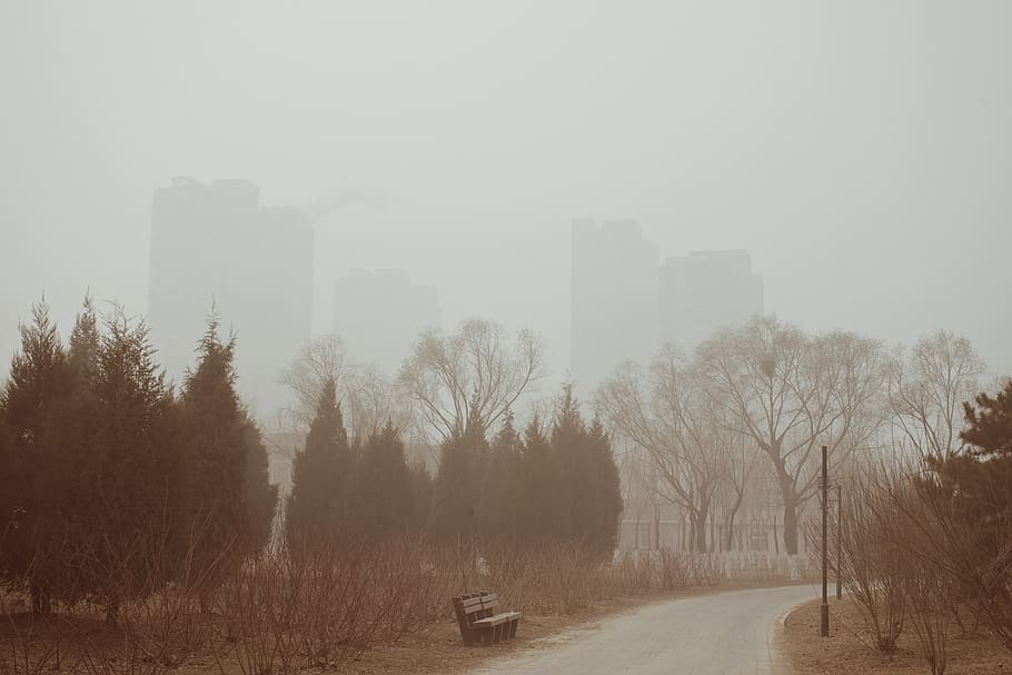 green trees, fog, nature, weather, beijing, building, china, mist HD wallpaper