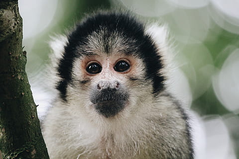 squirrel, squirrel monkey, white, yellow, black, one animal HD wallpaper