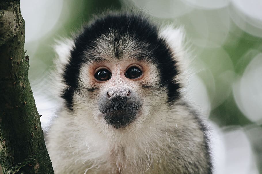 squirrel, squirrel monkey, white, yellow, black, one animal HD wallpaper