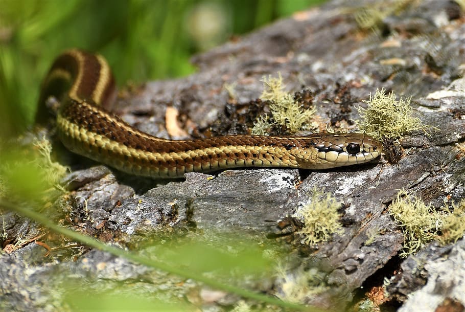 garter snake, forest, macro, crawl, reptile, usa, nature, striped HD wallpaper