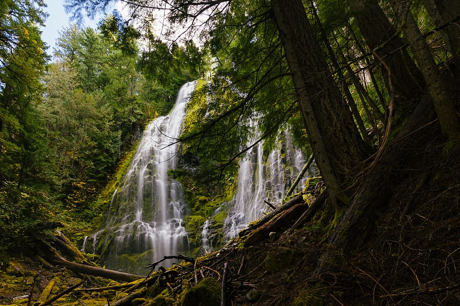 HD wallpaper: proxy falls, united states, trees, forest, waterfall ...