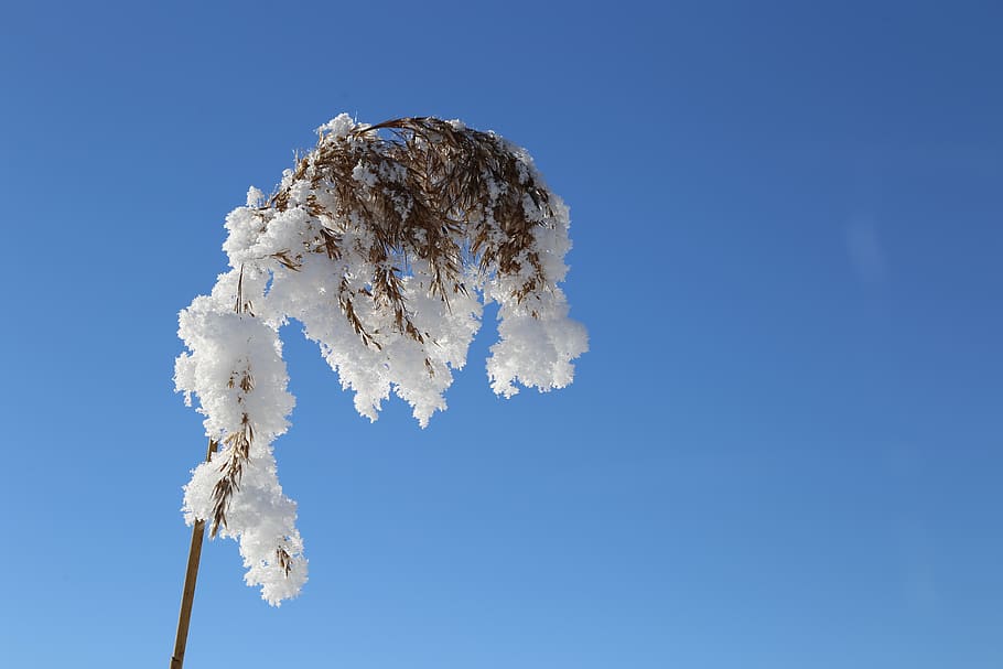 winter, snow, cold, nature, wintry, snow landscape, winter magic HD wallpaper