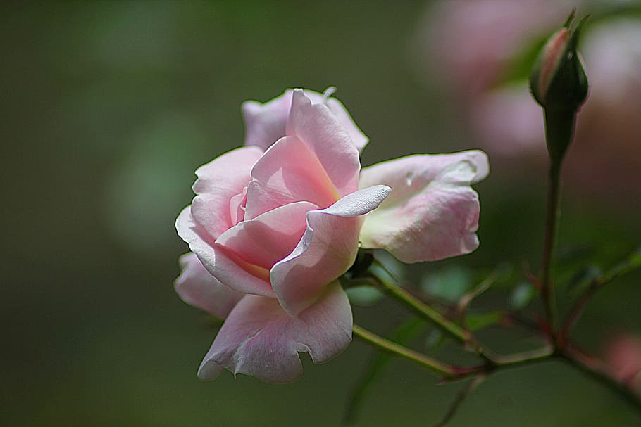 Pink Rose Close Up Photography, bloom, blossom, flora, flower HD wallpaper