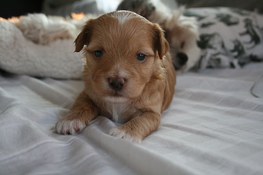 united states, austin, dog, canine, pets, domestic, animal themes HD wallpaper