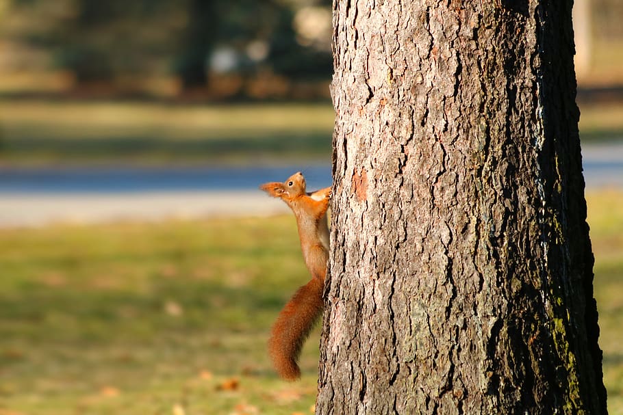 the squirrel, redheaded, animal, tree, climb, cute, nature HD wallpaper