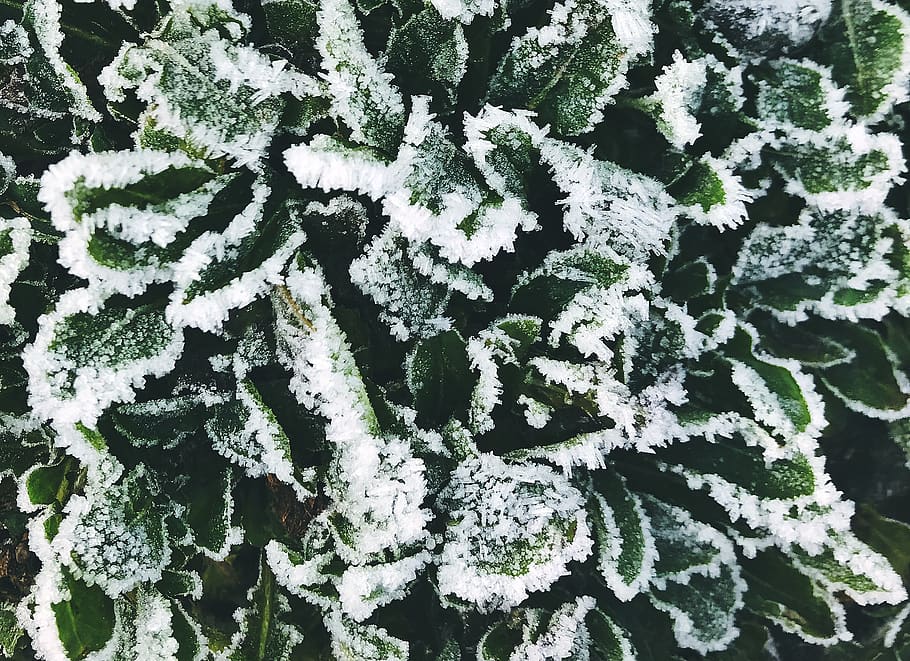 nature, ice, winter, grass, plant, cold, cold temperature, full frame HD wallpaper