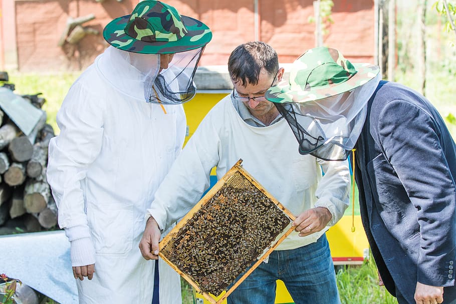 bee, beekeeper, the hive, beekeeping, queens, pollination, nectar, HD wallpaper