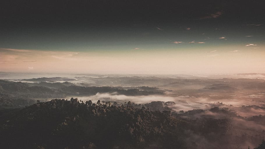 Bunch of Trees, clouds, dark, dawn, dusk, evening, fog, foggy HD wallpaper