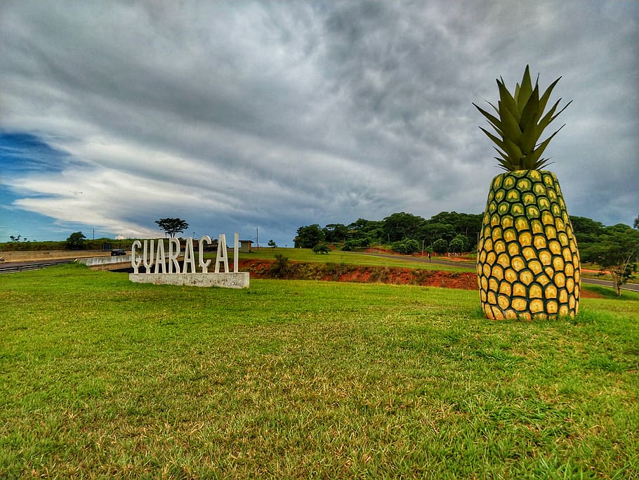 plant, fruit, food, pineapple, grass, #city #abacaxi #nature #sky, HD wallpaper