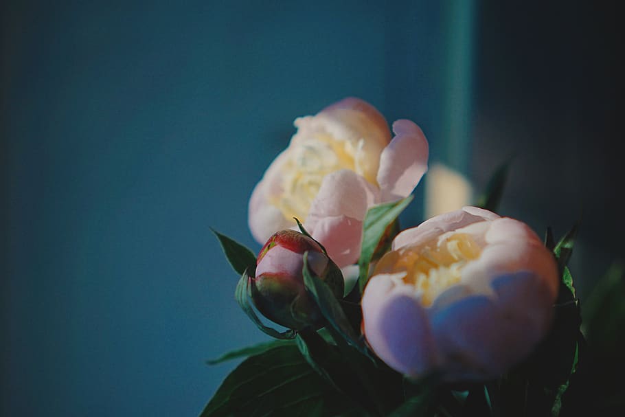 white petaled flowers, plant, freshness, fragility, vulnerability HD wallpaper