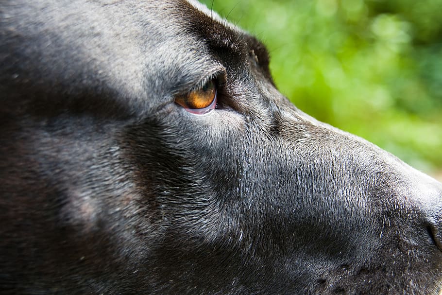 dog, eye, close up, pet, animal, animal portrait, snout, head HD wallpaper