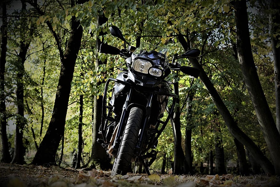 engine, bmw, f700gs, tree, plant, nature, trunk, tree trunk HD wallpaper