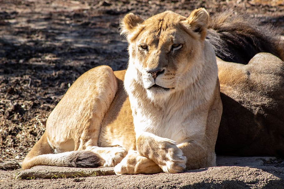 view of lioness, animal, wildlife, mammal, memphis zoo, memphis, tn