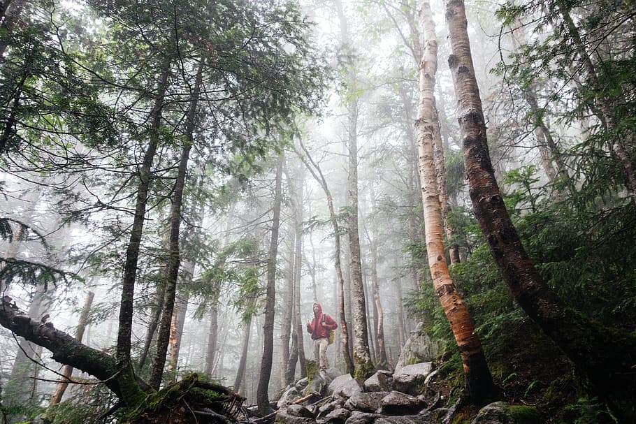 man standing surrounded by trees, plant, forest, land, tree trunk HD wallpaper