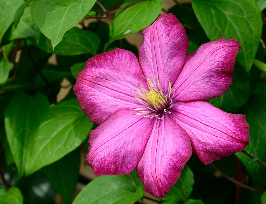 Pink 6 Petaled Flower in Bloom, blooming, blossom, clematis, close-up HD wallpaper
