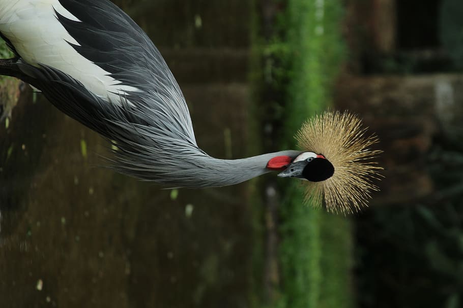 gray and white bird, animal, crane bird, brazil, foz do iguaçu HD wallpaper