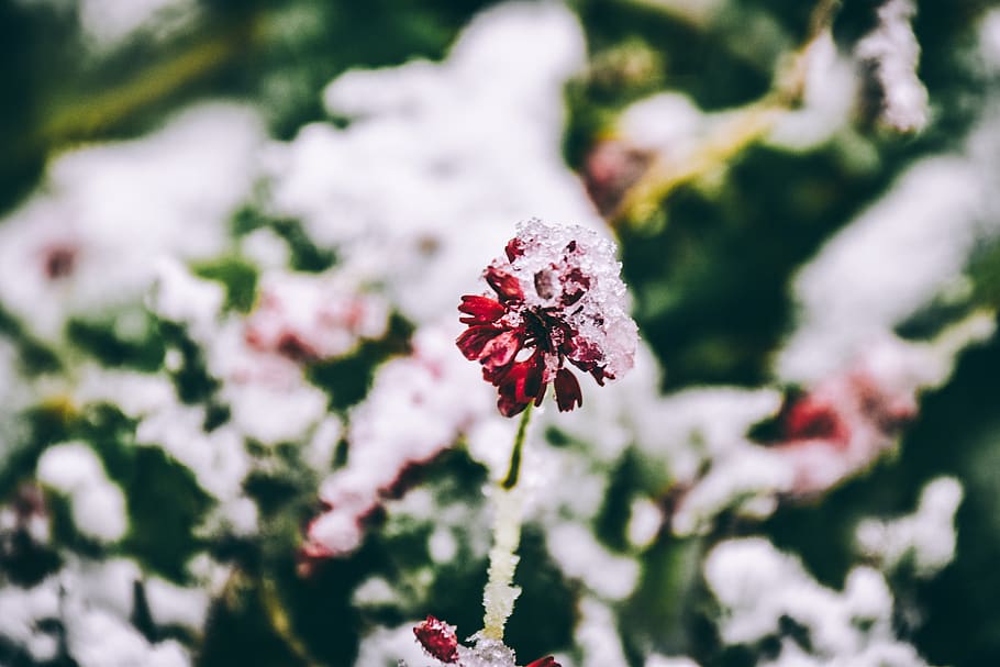 netherlands, amersfoort, red, dark, snow, ice, flower, nature HD wallpaper