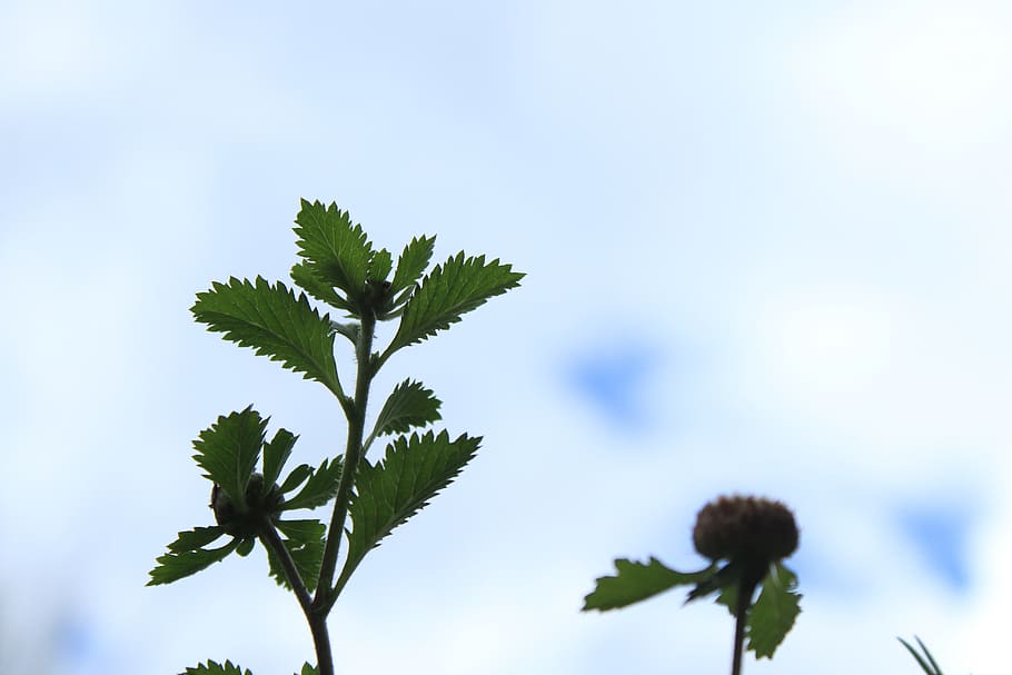 plant, nature, blur, leaf, growth, plant part, sky, beauty in nature HD wallpaper