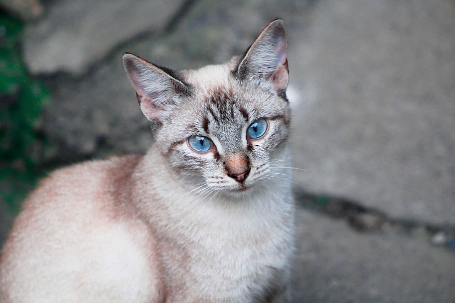 cat, bello, blue, cute, white, animals, feline, adorable, pets HD wallpaper