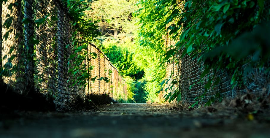 canada, windsor, pathway, fence, bushes, trees, hidden, #nature HD wallpaper