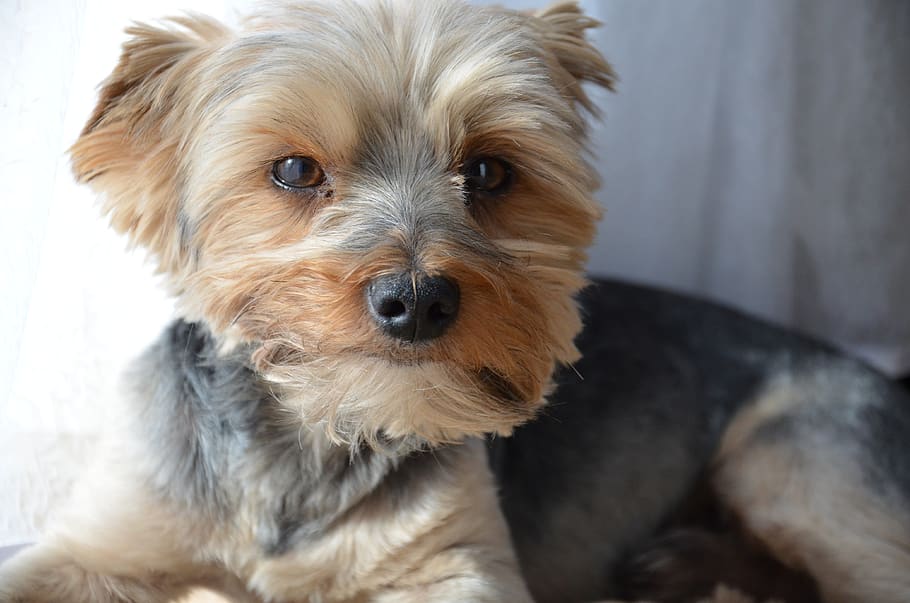 dog, york, animal, charming, canine, one animal, domestic, mammal HD wallpaper