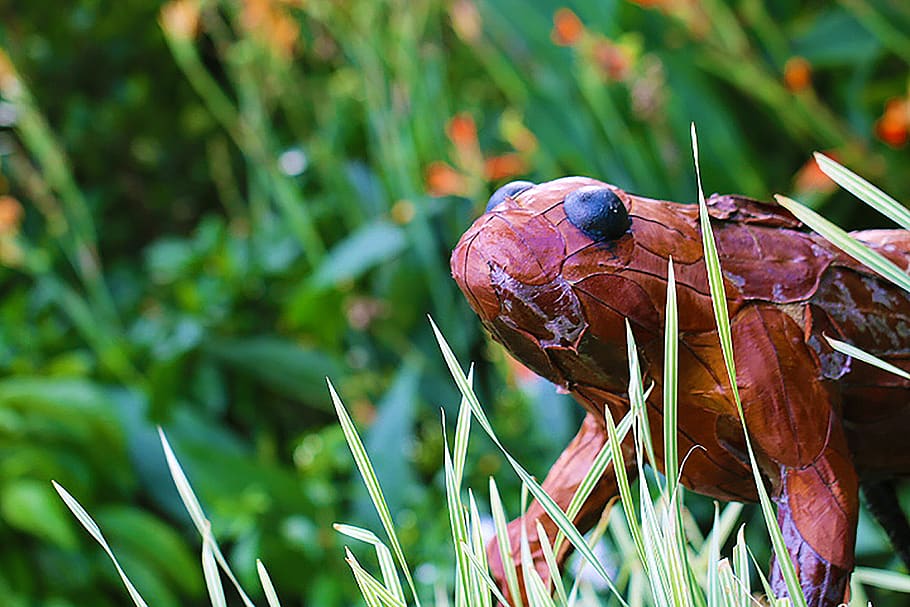 frog, brown, nature, animal themes, animal wildlife, one animal HD wallpaper