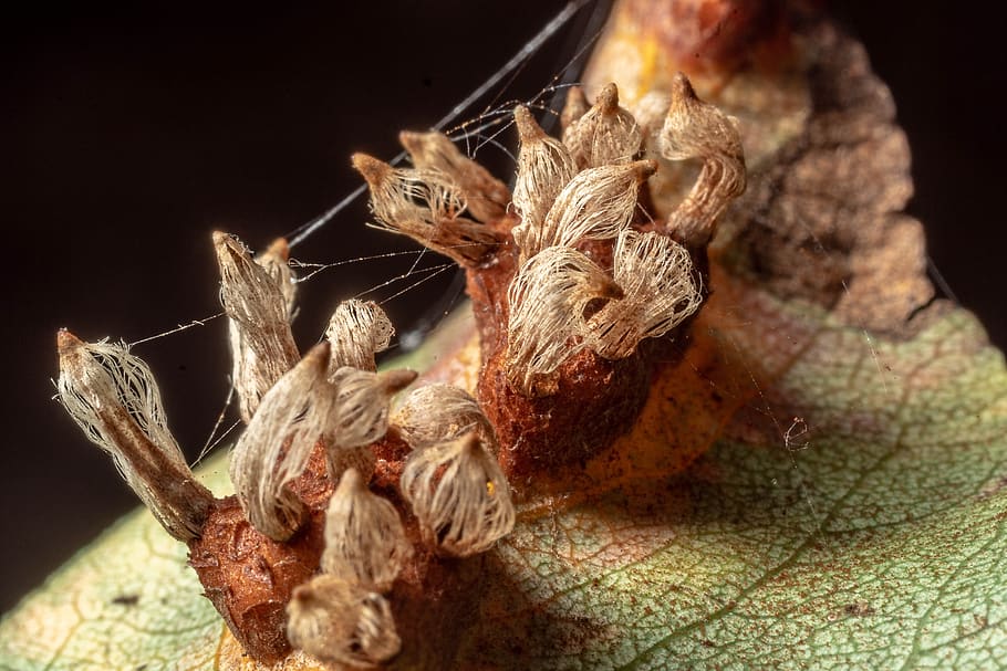 macro, nature, close up, plant, garden, gymnosporangium fuscum HD wallpaper
