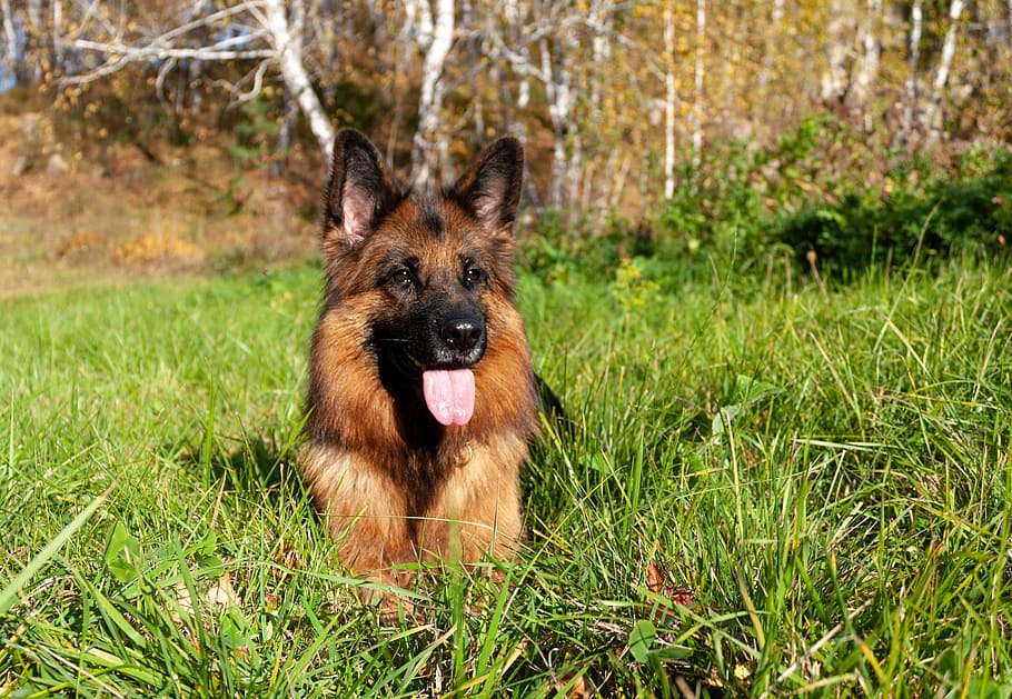 dog, german shepherd, each, animal, portrait, eyes, one animal HD wallpaper