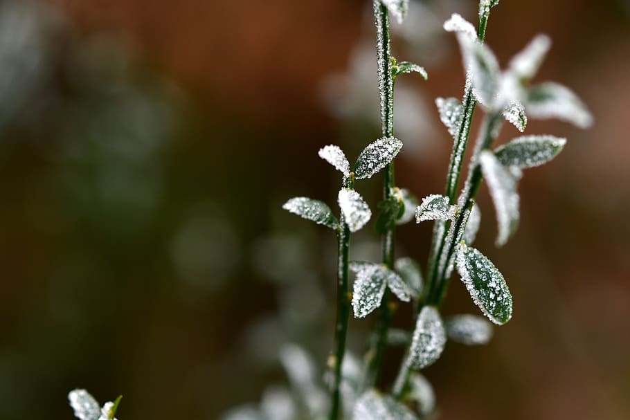 winter, ice, cold, frozen, leaves, frost, nature, iced, crystal HD wallpaper