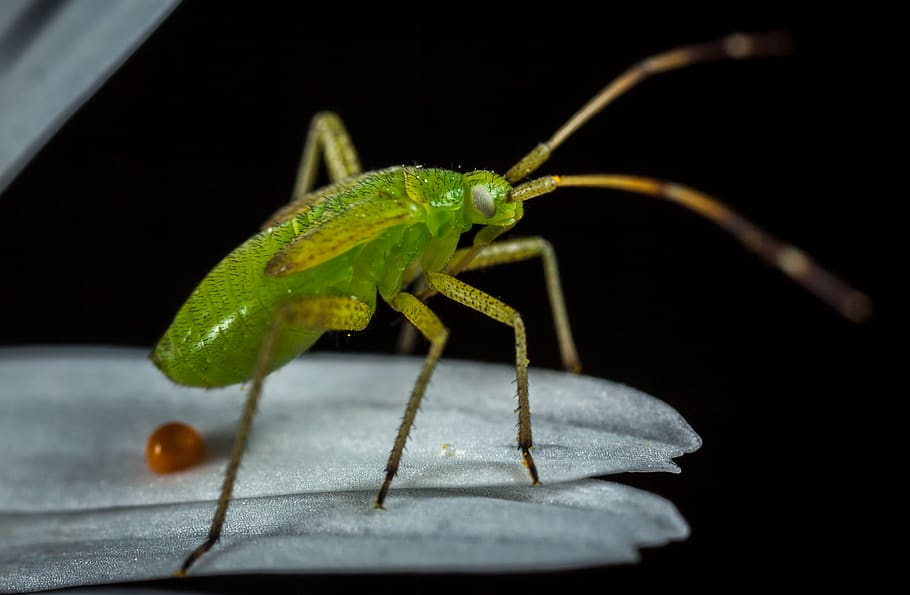 Green Insect On Top Of Leaf, beetle, bug, close-up, little, macro HD wallpaper