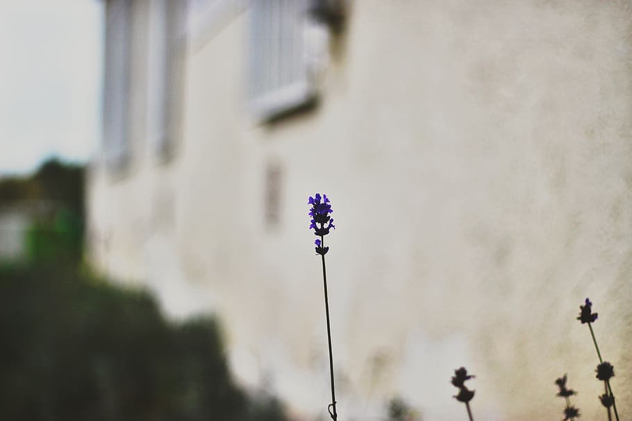 germany, stuttgart, flower, purple, lavender, nature, plant HD wallpaper