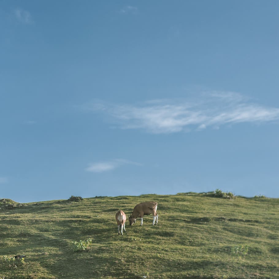Two Brown Cows Near Green Grass Fields, animals, blue sky, cattle HD wallpaper