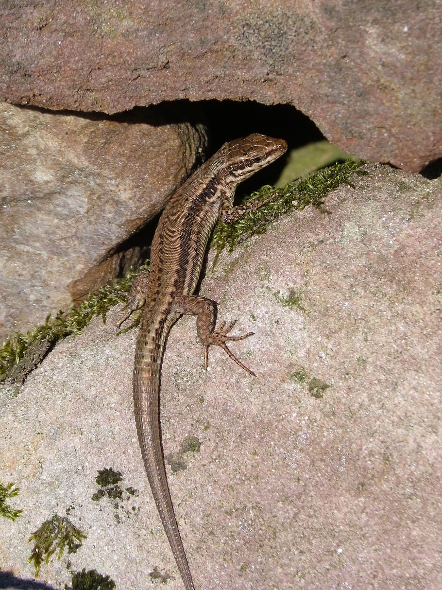 lizard, reptile, rocks, crack, hide, scales, animal themes HD wallpaper