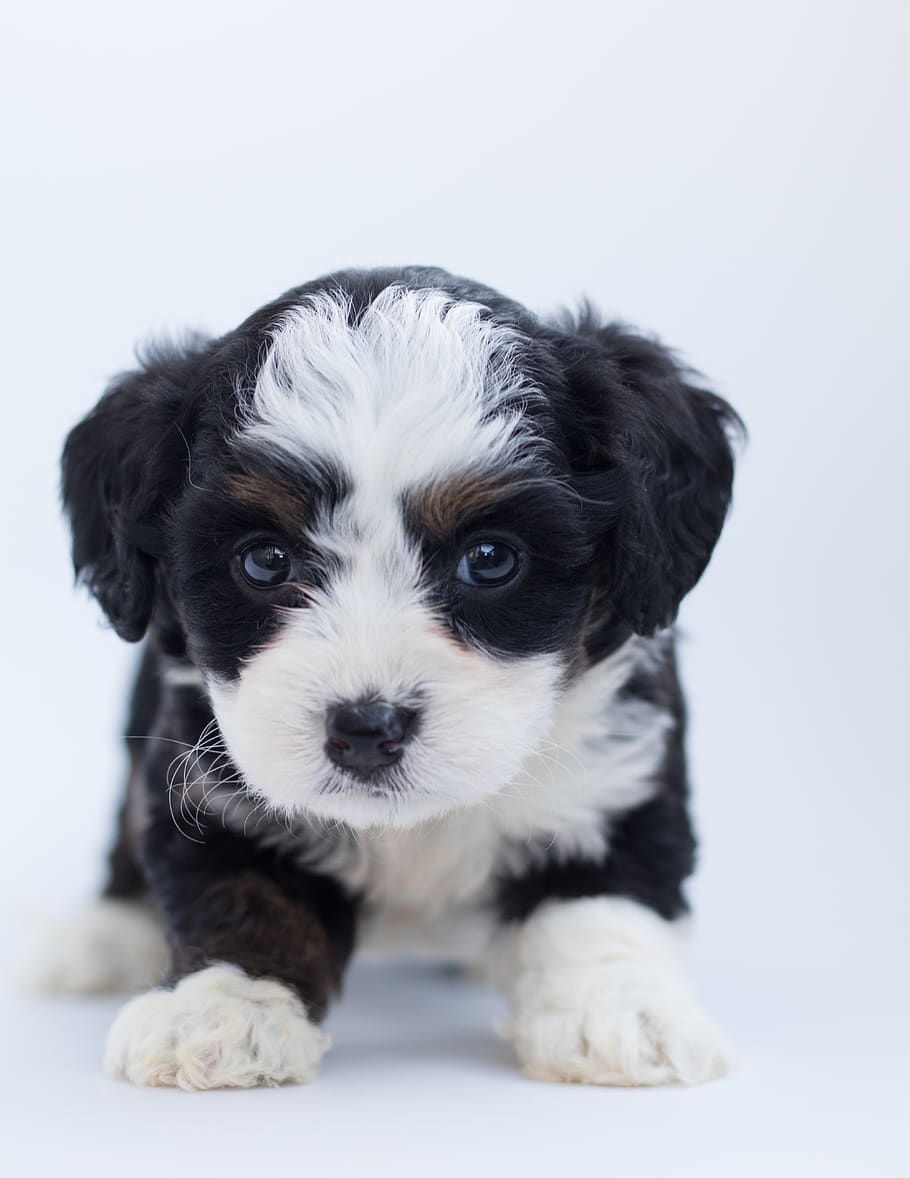 Black and White Maltese Puppy, adorable, animal, bernedoodle, HD wallpaper