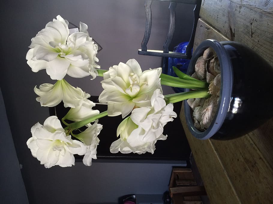 amaryllis, white flower, flowering plant, freshness, no people HD wallpaper