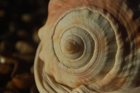 maths, spiral, fractal, mathematics, geometry, science, fibonacci HD wallpaper