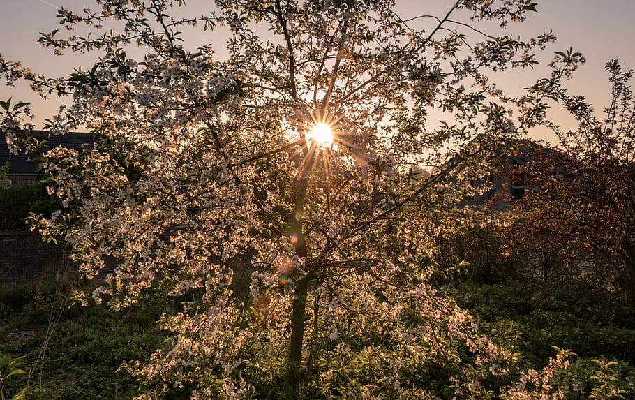 sunrise, backlighting, cherry blossom, fruit tree, mood, nature HD wallpaper