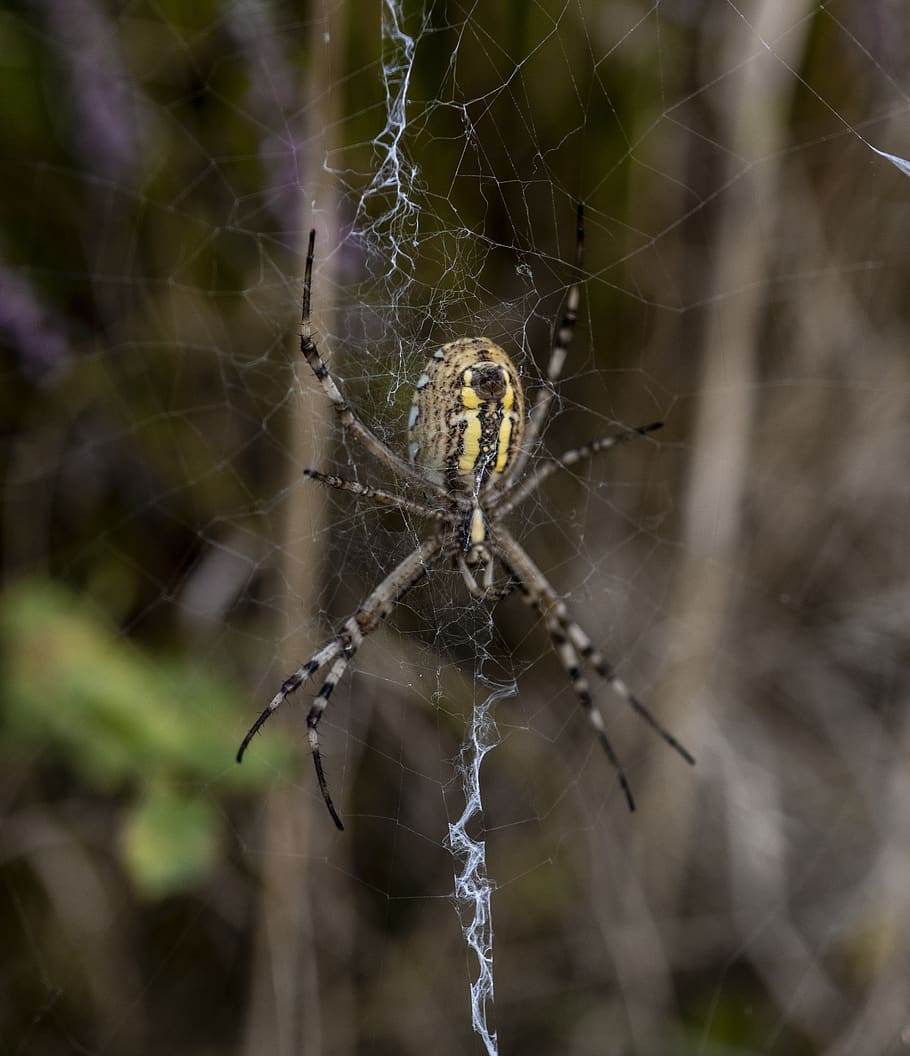 cobweb, spider, insect, nature, macro, close up, creepy, cobwebs HD wallpaper