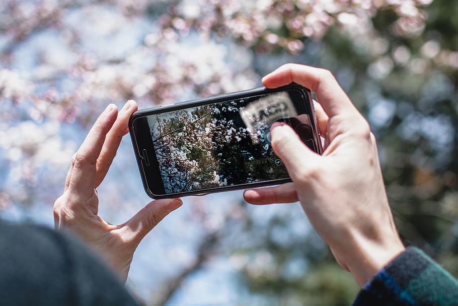 trees, forest, park, sky, cherry, blossom, cherry blossom, outside HD wallpaper