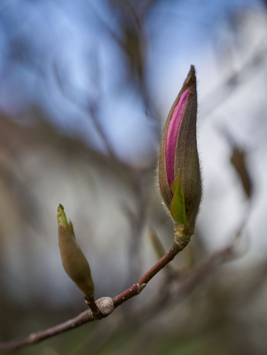 plant, close-up, beauty in nature, growth, flower, focus on foreground HD wallpaper