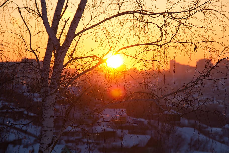 sun, sunbeam, yellow, orange, sunshine, ufa, forest, color HD wallpaper