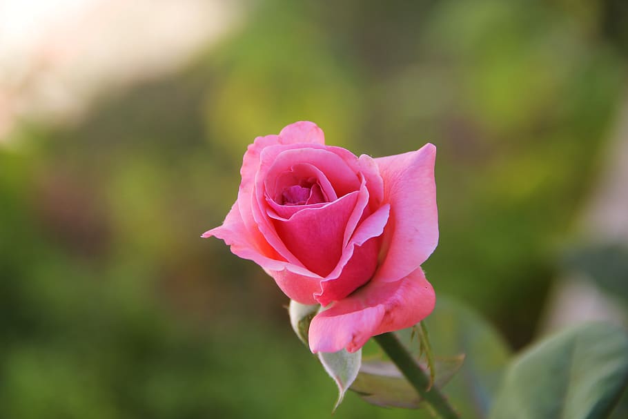 rose, spring, nature, flower, plant, love, beautiful, flowering plant HD wallpaper