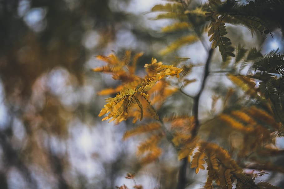 brown-leafed plant, tree, wallpaper, color, sheet, hoja, naturaleza HD wallpaper