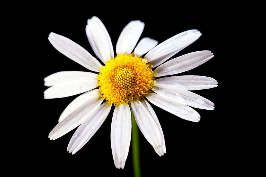 background, beautiful, blossom, botany, daisy, flora, flower HD wallpaper