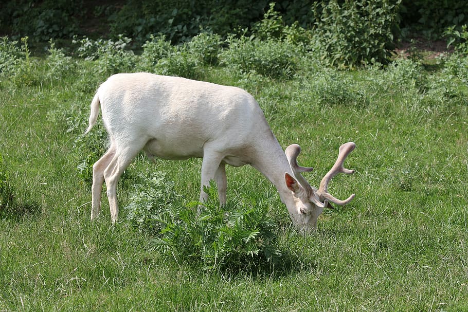 white fallow deer, mutation, wild, grass, nature, mammal, animal HD wallpaper