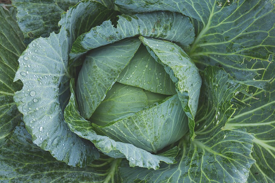 Green Cabbage, bright, color, dew, flora, food, freshness, garden HD wallpaper