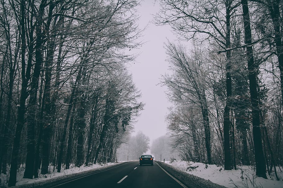 car on road between withered trees, automobile, transportation HD wallpaper