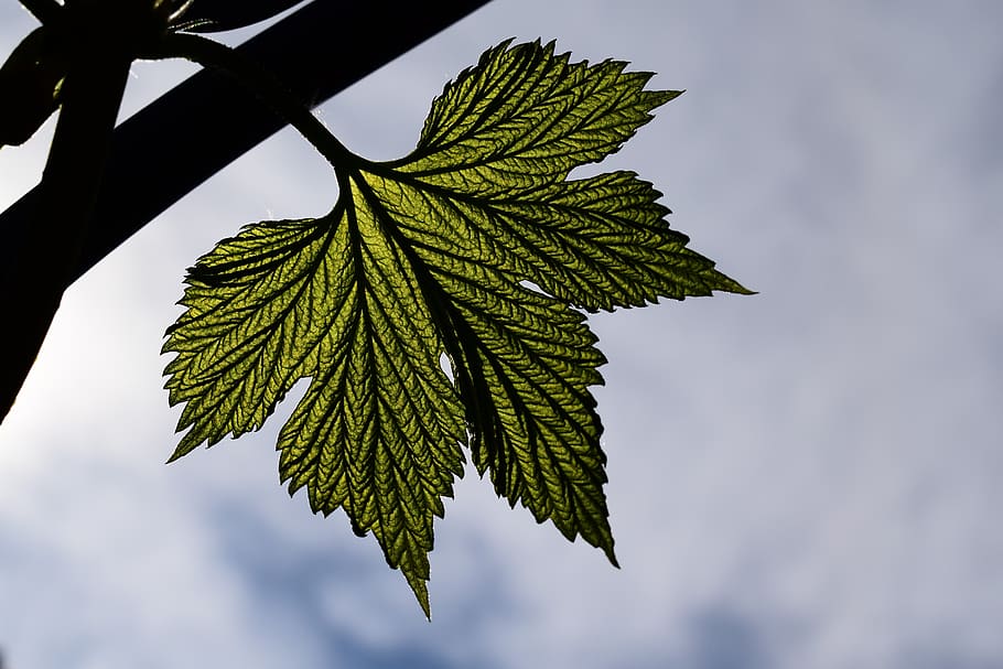 leaf, green, silhouette, hops, plant part, green color, nature HD wallpaper